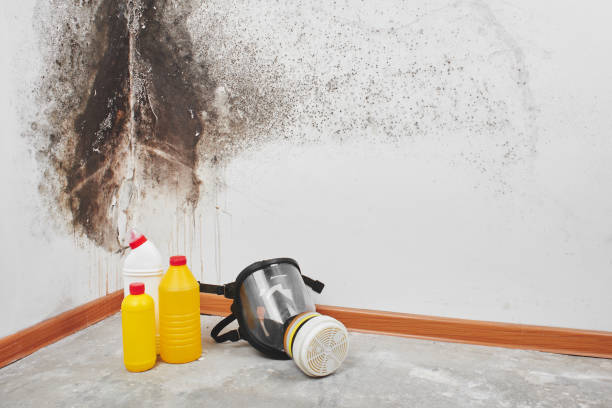 Best Black Mold Removal  in Sierra View, PA