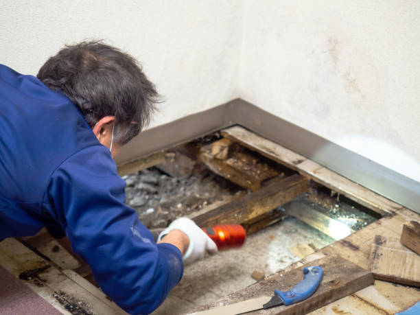 Best Certified Mold Removal  in Sierra View, PA