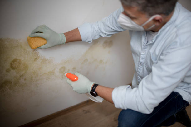 Best Commercial Mold Removal  in Sierra View, PA