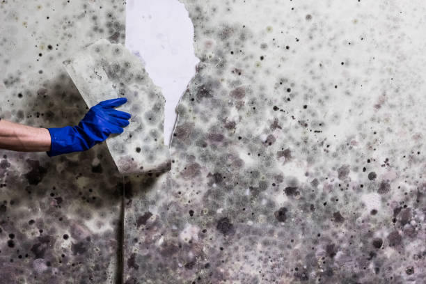 Best Toxic Mold Removal  in Sierra View, PA