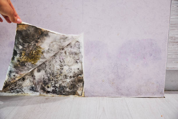 Best Mold Remediation Services  in Sierra View, PA